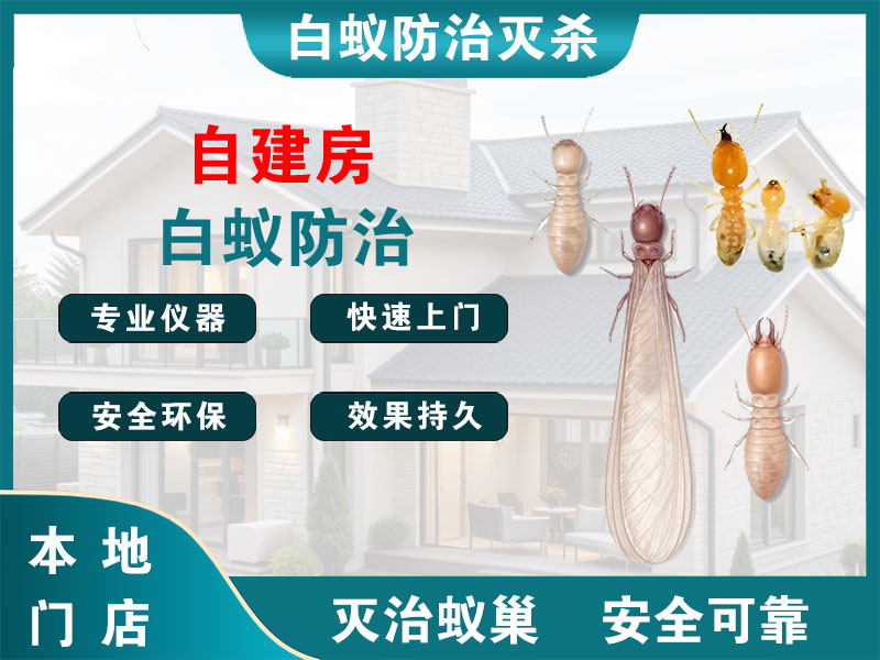 越城自建房白蚁防治